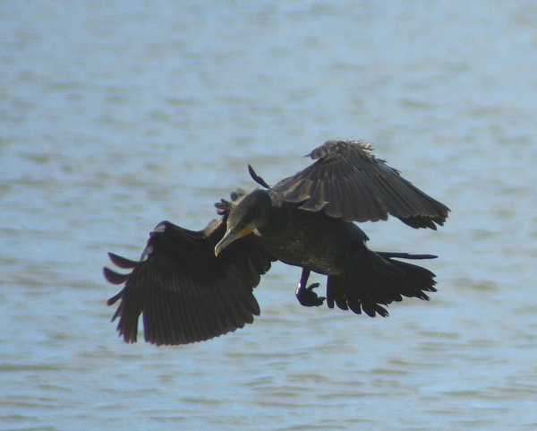 macchia grande e i suoi cormorani (almeno credo)